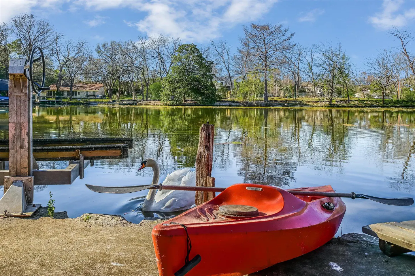 Waterfront view with a red kayak, paddle, and a white swan swimming in the lake. Trees and houses are in the background.