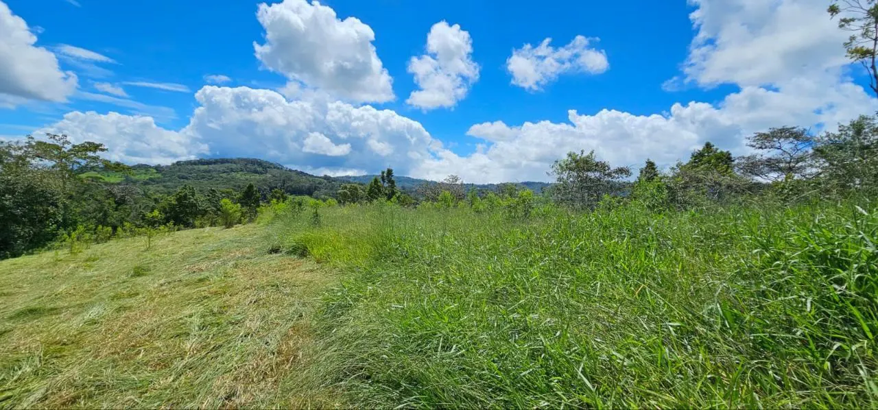 Lush green field with tall grass and a clear blue sky with fluffy white clouds. Trees and a mountain range are visible in the background.