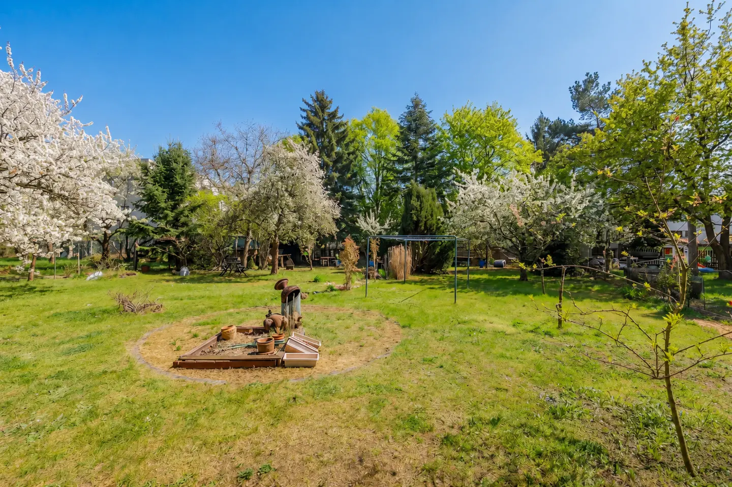 A sunny backyard with a grassy lawn, blooming white trees, a small garden bed, and a dense backdrop of green pine trees.