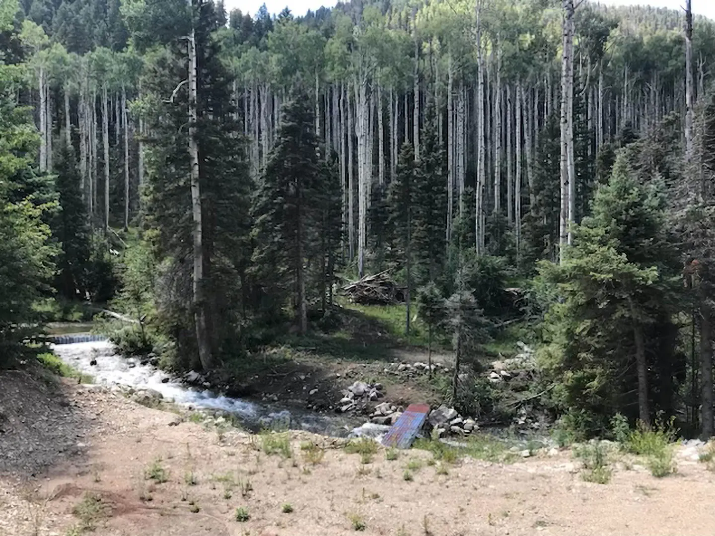 A mountain stream flows through a forest of tall, thin, white-barked trees and green pines. A dirt bank is in the foreground.