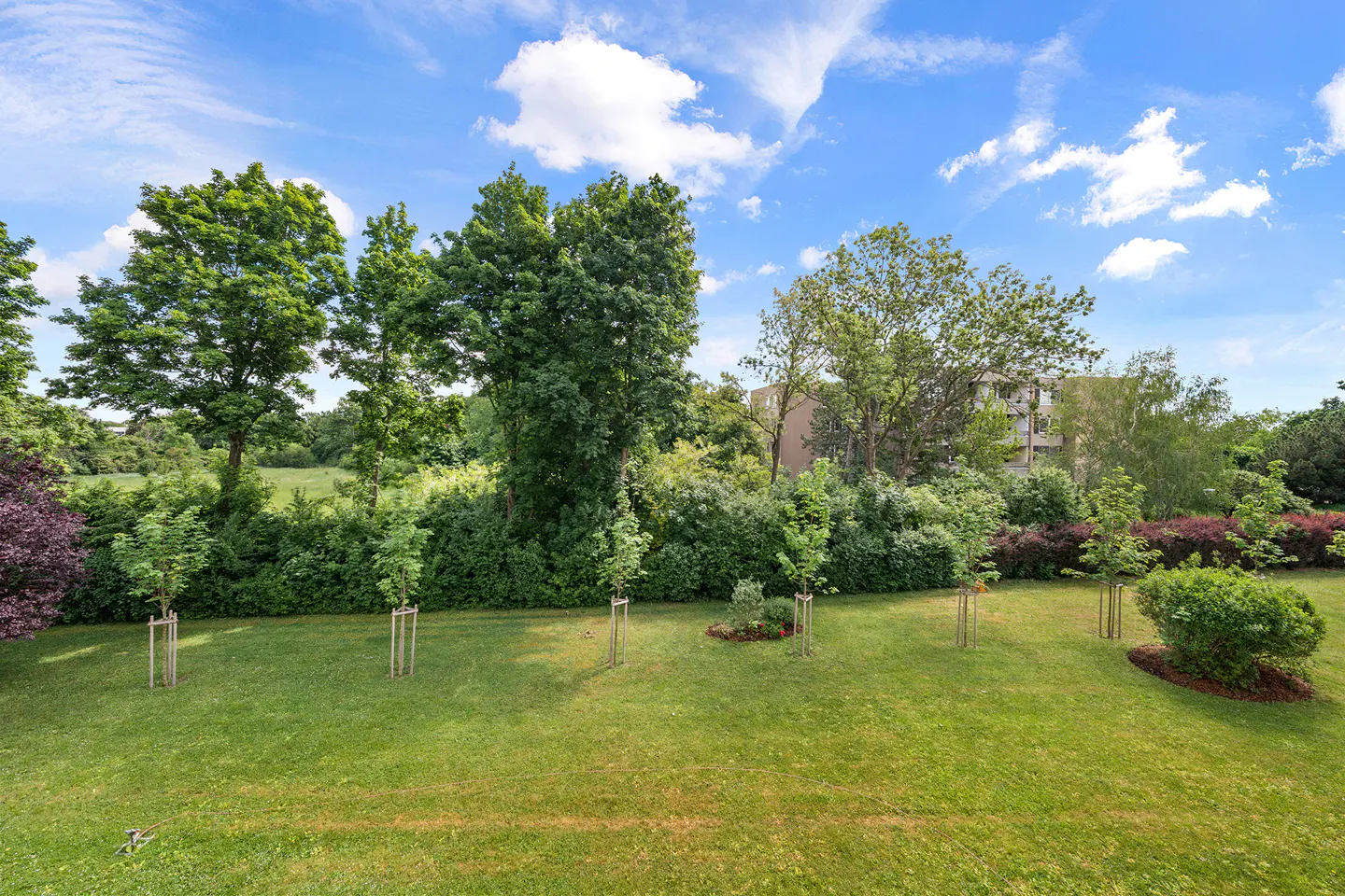 A lush green lawn with young trees and mature trees under a blue sky with white clouds.