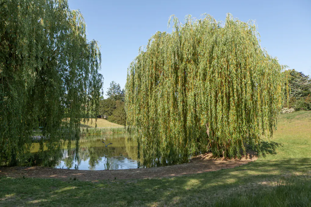 Scenic view of a pond with weeping willow trees on a sunny day. Green grass surrounds the water.