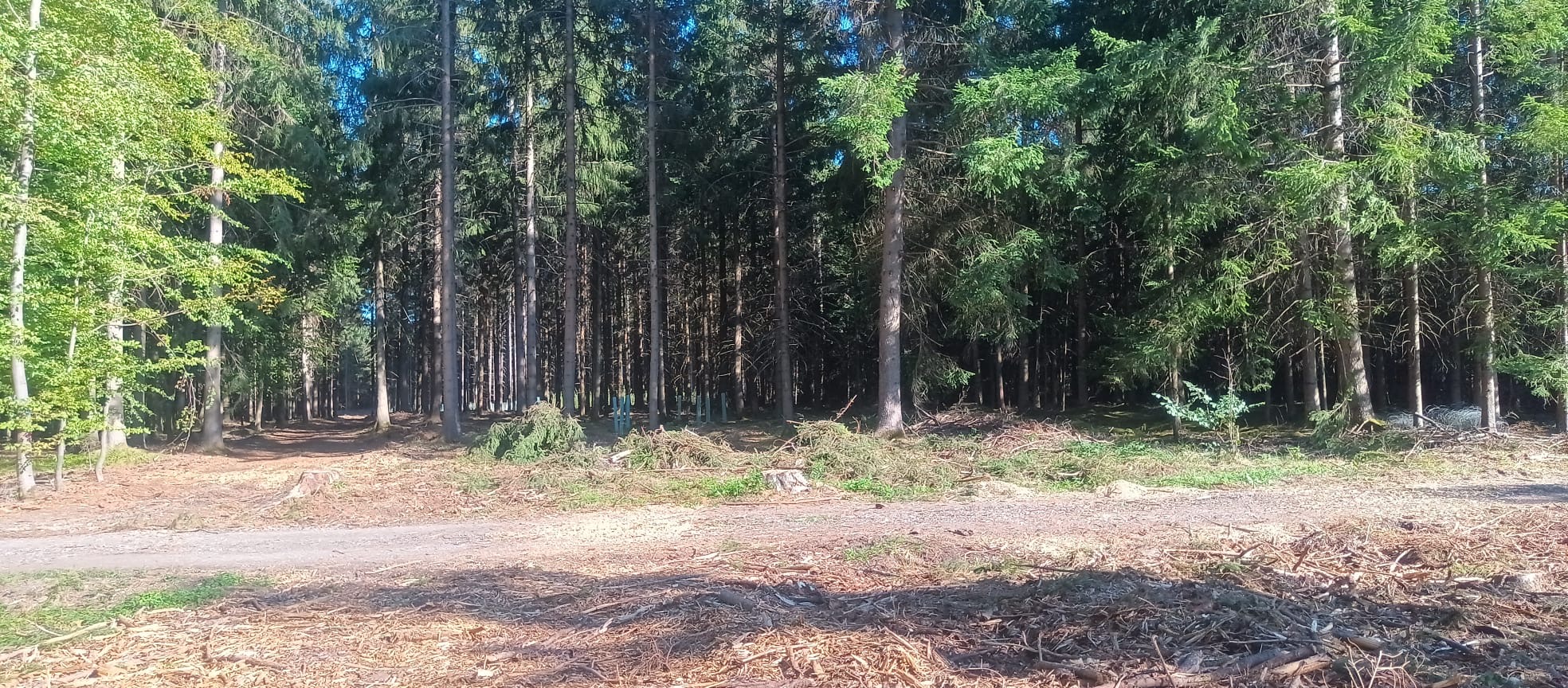 Waldgrundstück mit guter Erschließung und vorhandener Naturverjüngung