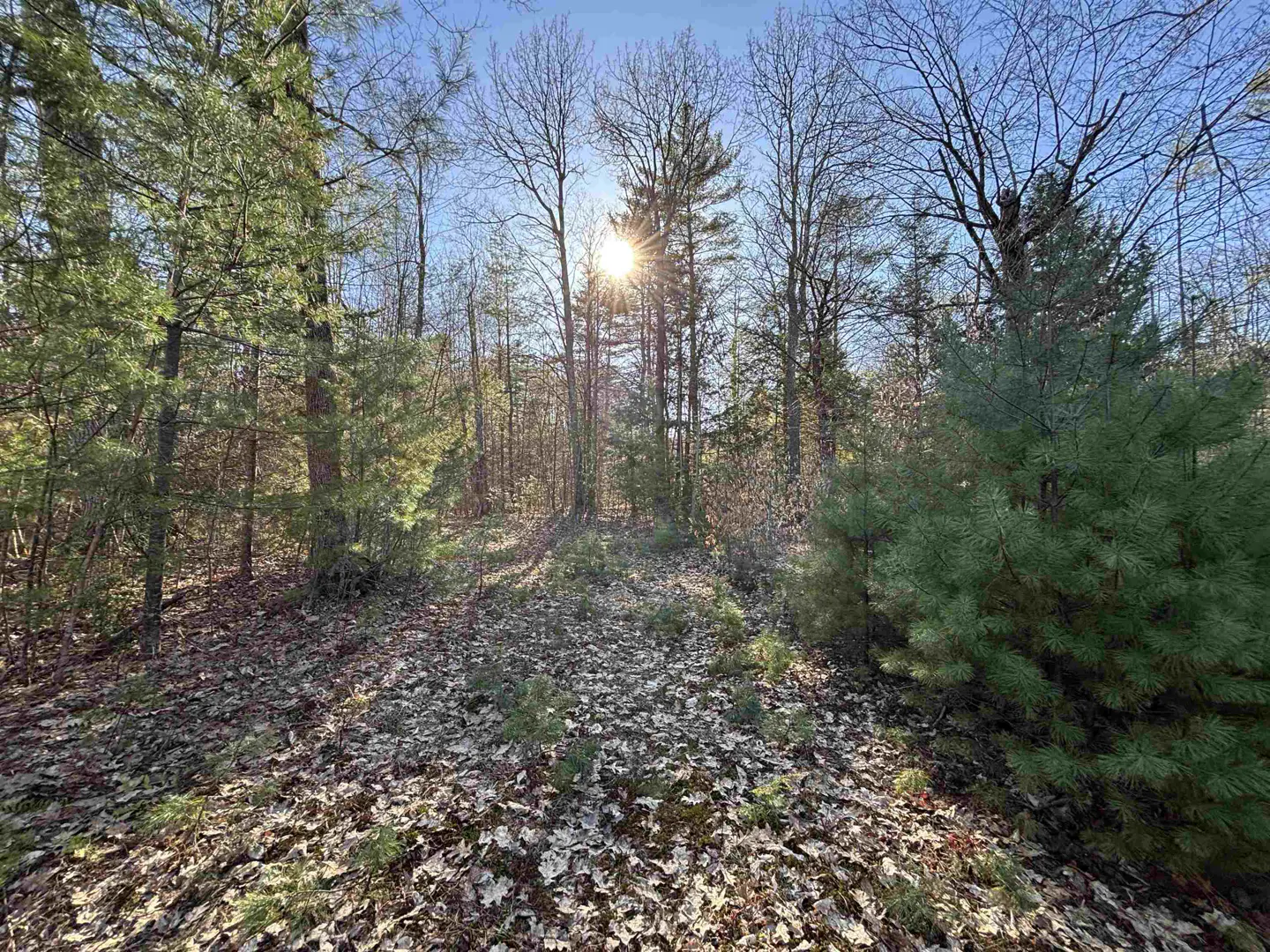 Sunlight streams through trees in a wooded area. The ground is covered in fallen leaves.