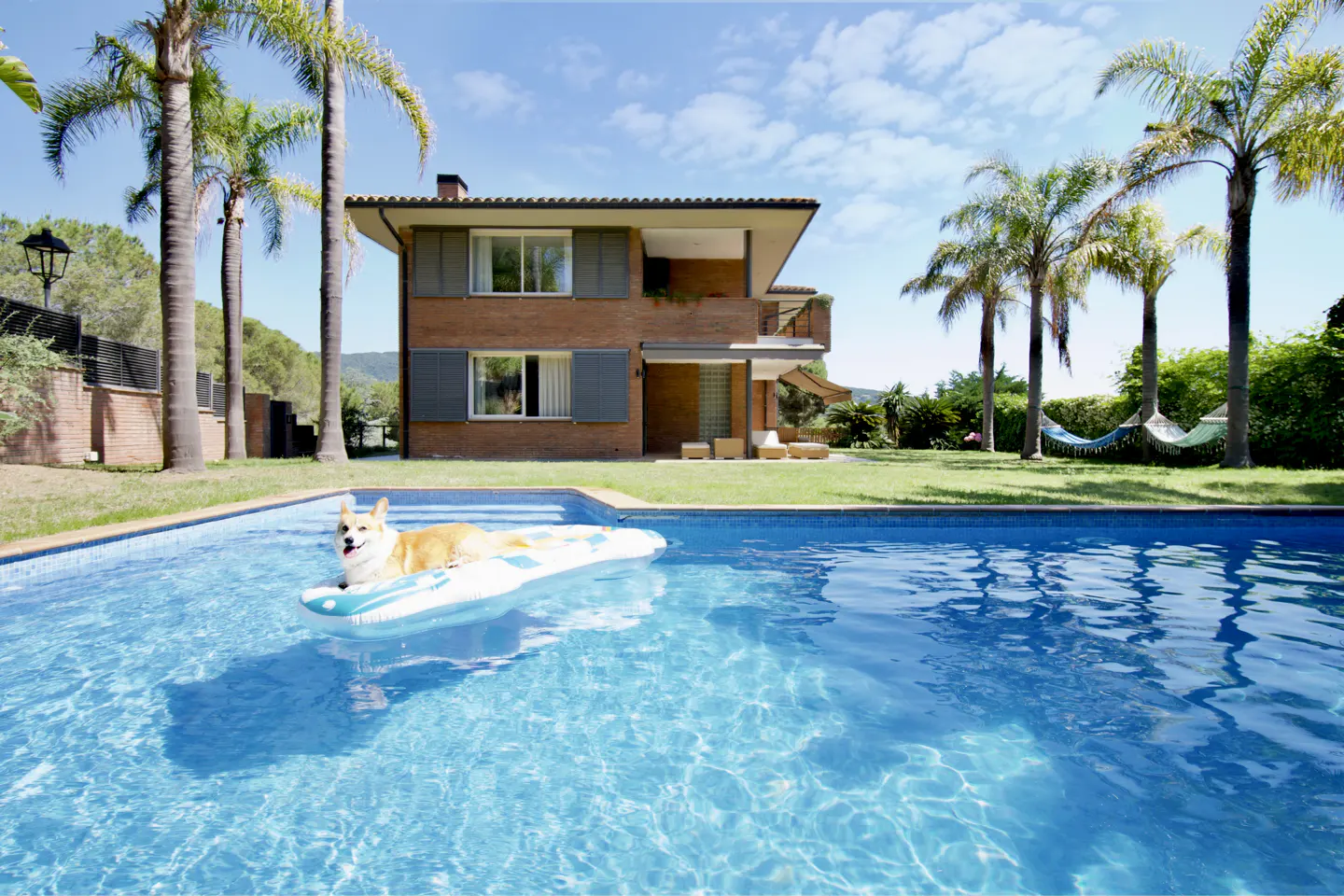 A corgi dog floats on a raft in a blue pool, with a brick house, palm trees, and a hammock in the background.