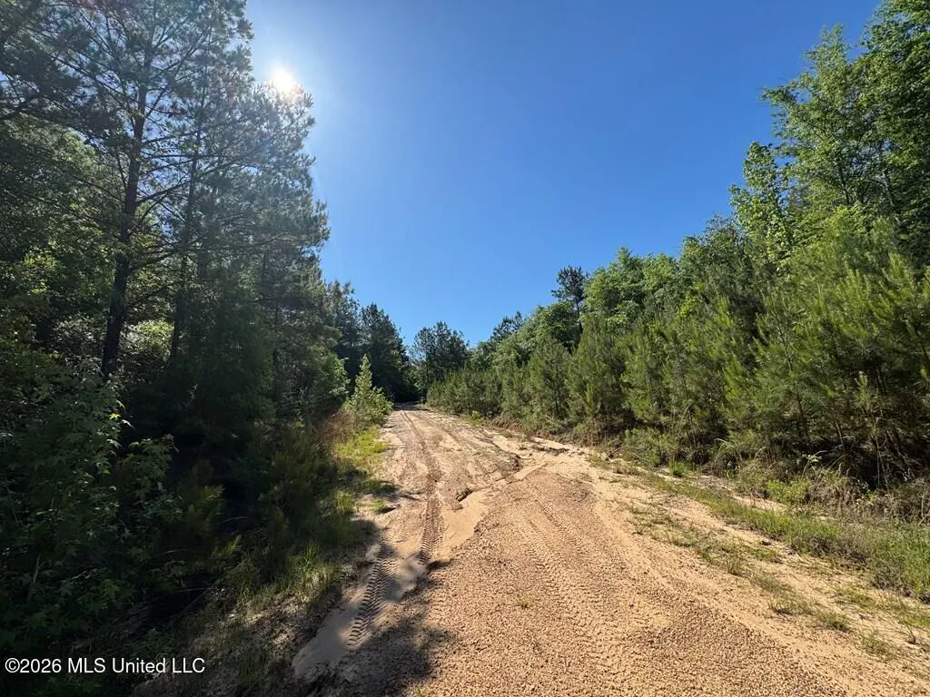Dirt road with tire tracks leading through a forest under a clear blue sky.