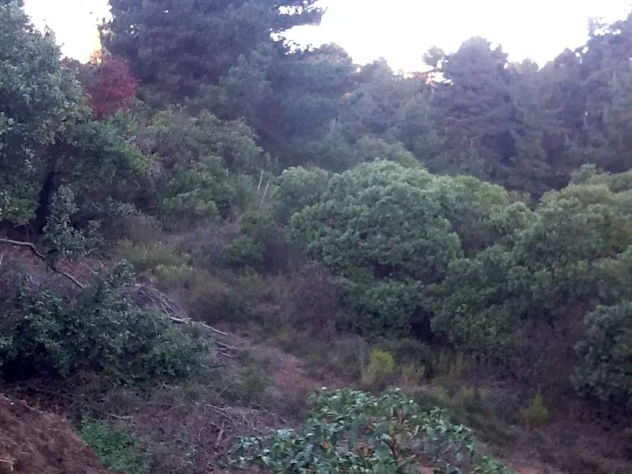 Hilly landscape with dense green trees and shrubs, some brown vegetation, and a red tree in the background.
