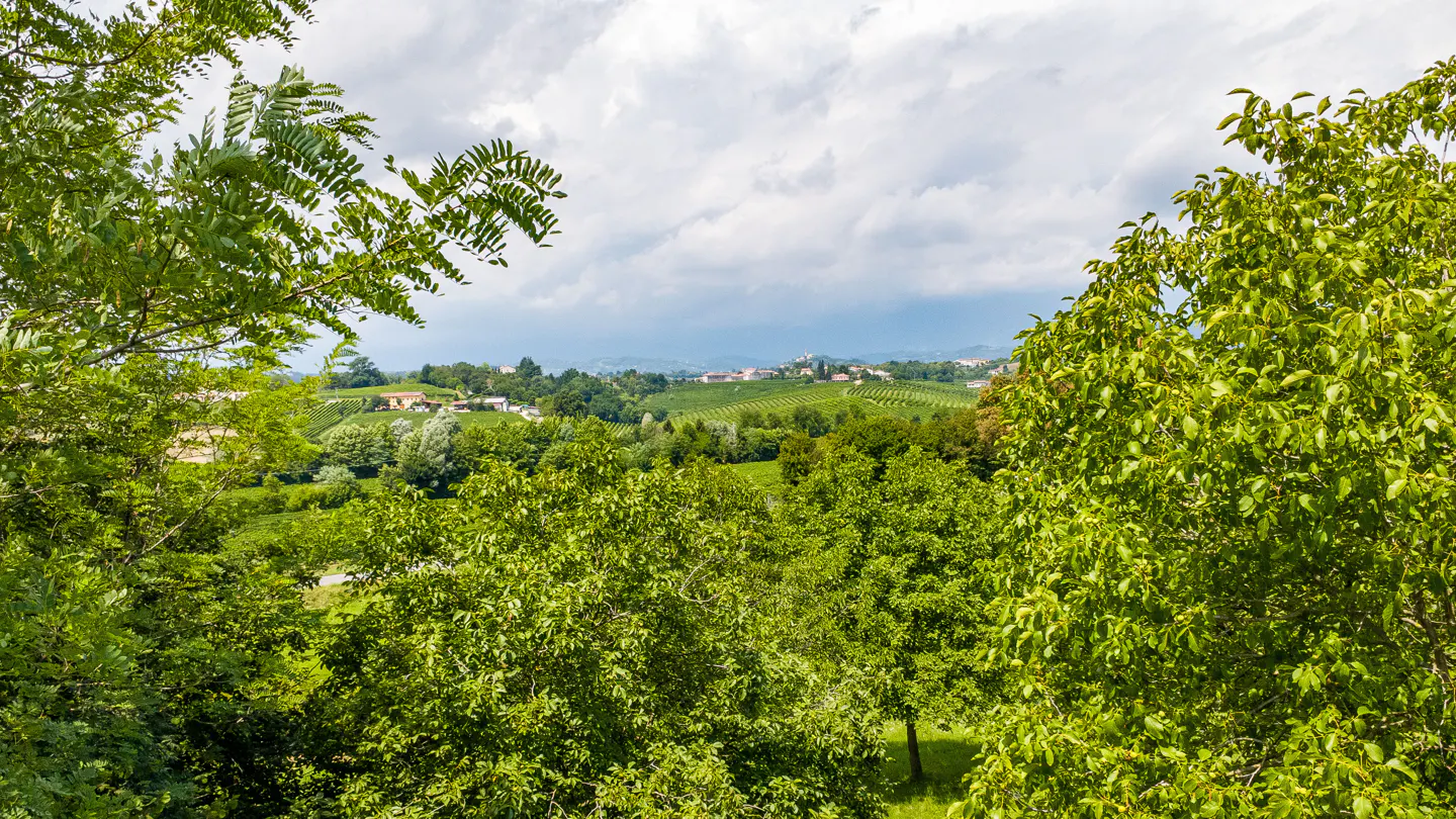 Scenic view of green rolling hills with vineyards and trees under a cloudy sky.