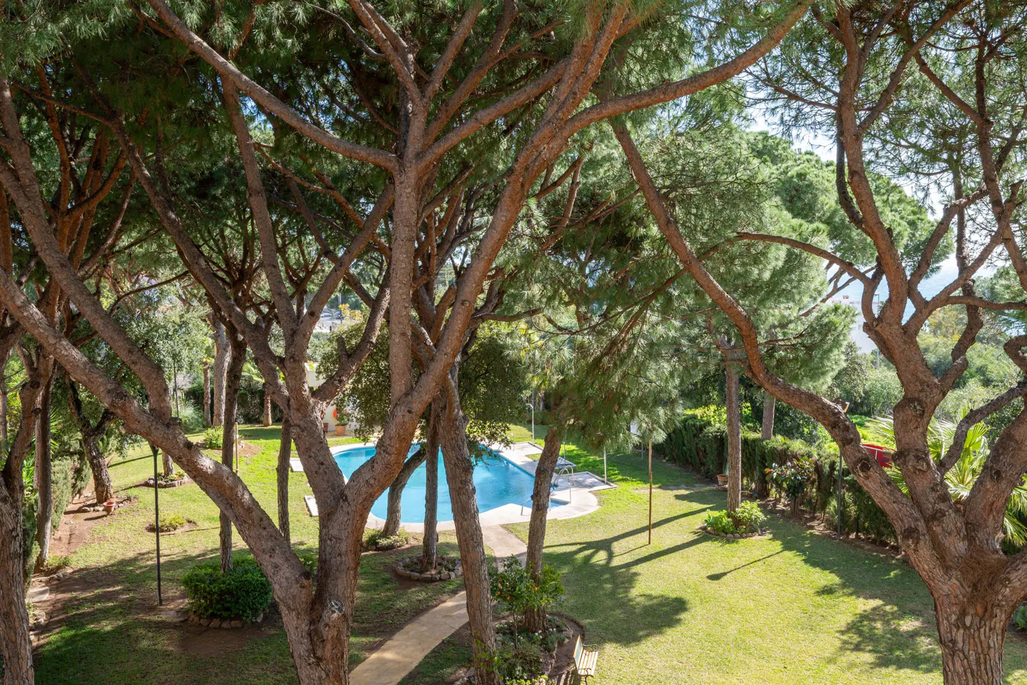 View of a blue swimming pool and green lawn through the branches of tall pine trees.