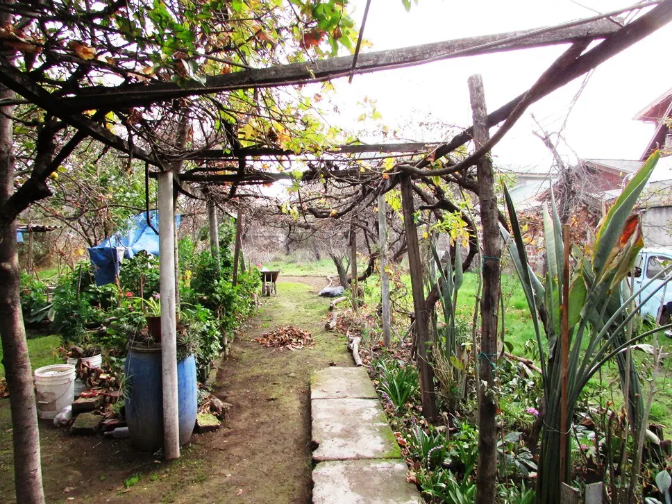 A garden path with a wooden pergola overhead, lined with plants and flowers. A small bench sits at the end of the path.