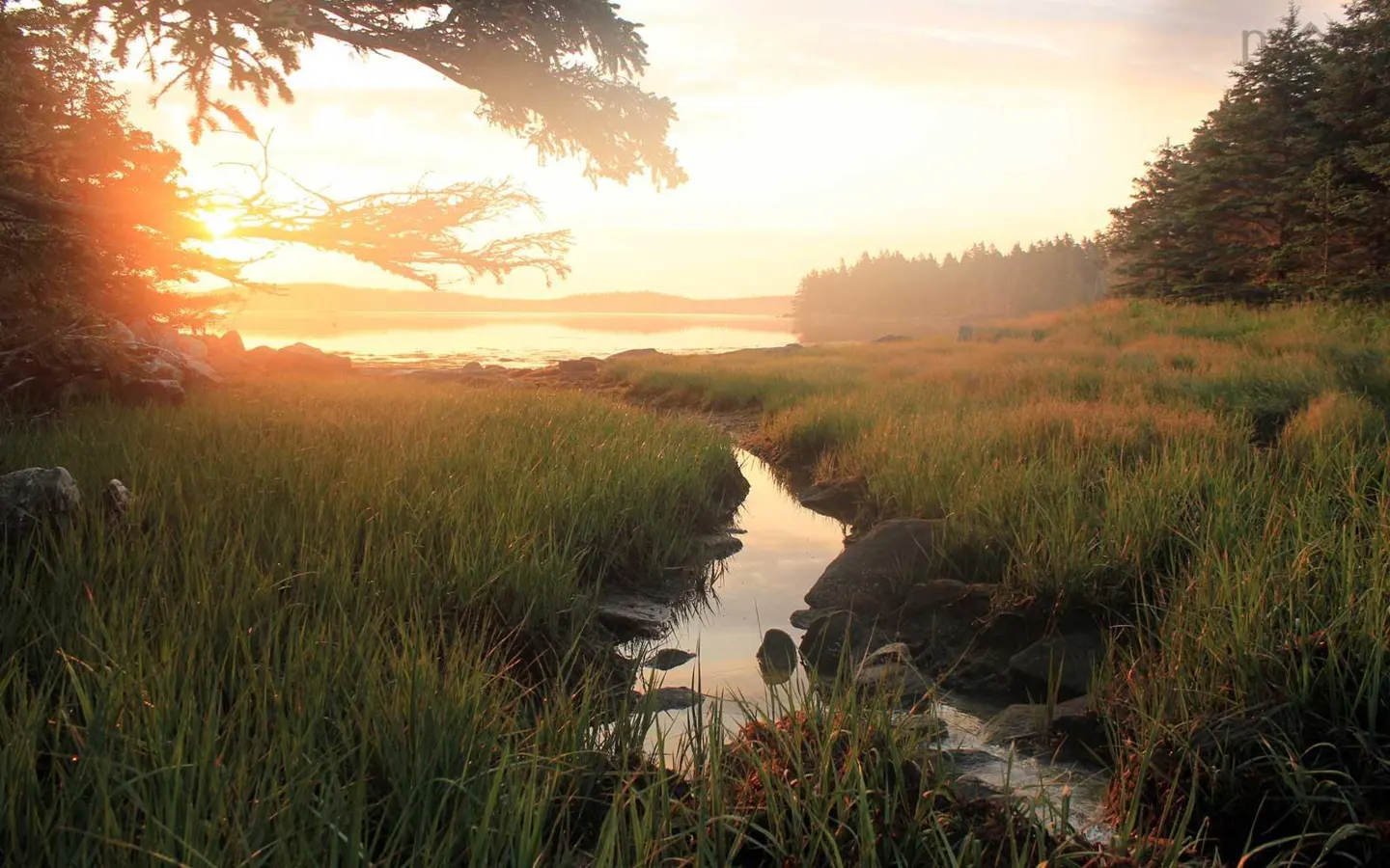 Golden sunset over a grassy marshland with a small stream flowing toward a calm bay, framed by silhouetted pine trees.