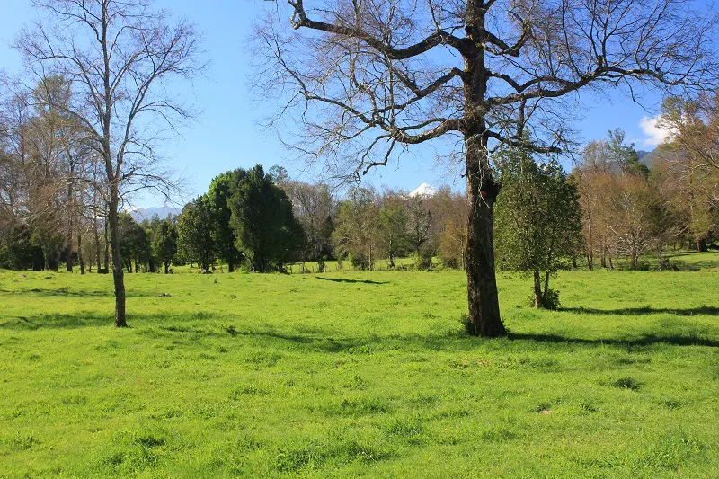 Lush green field with trees and a mountain in the background under a blue sky.