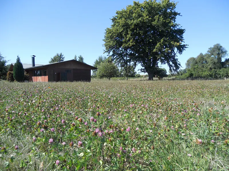 A brown house sits behind a field of pink clover under a blue sky. A large tree is to the right of the house.