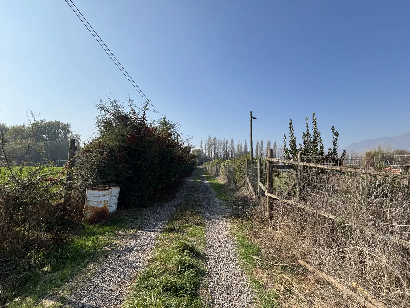 A gravel path leads between a dense, leafy hedge on the left and a wire fence on the right under a clear blue sky.