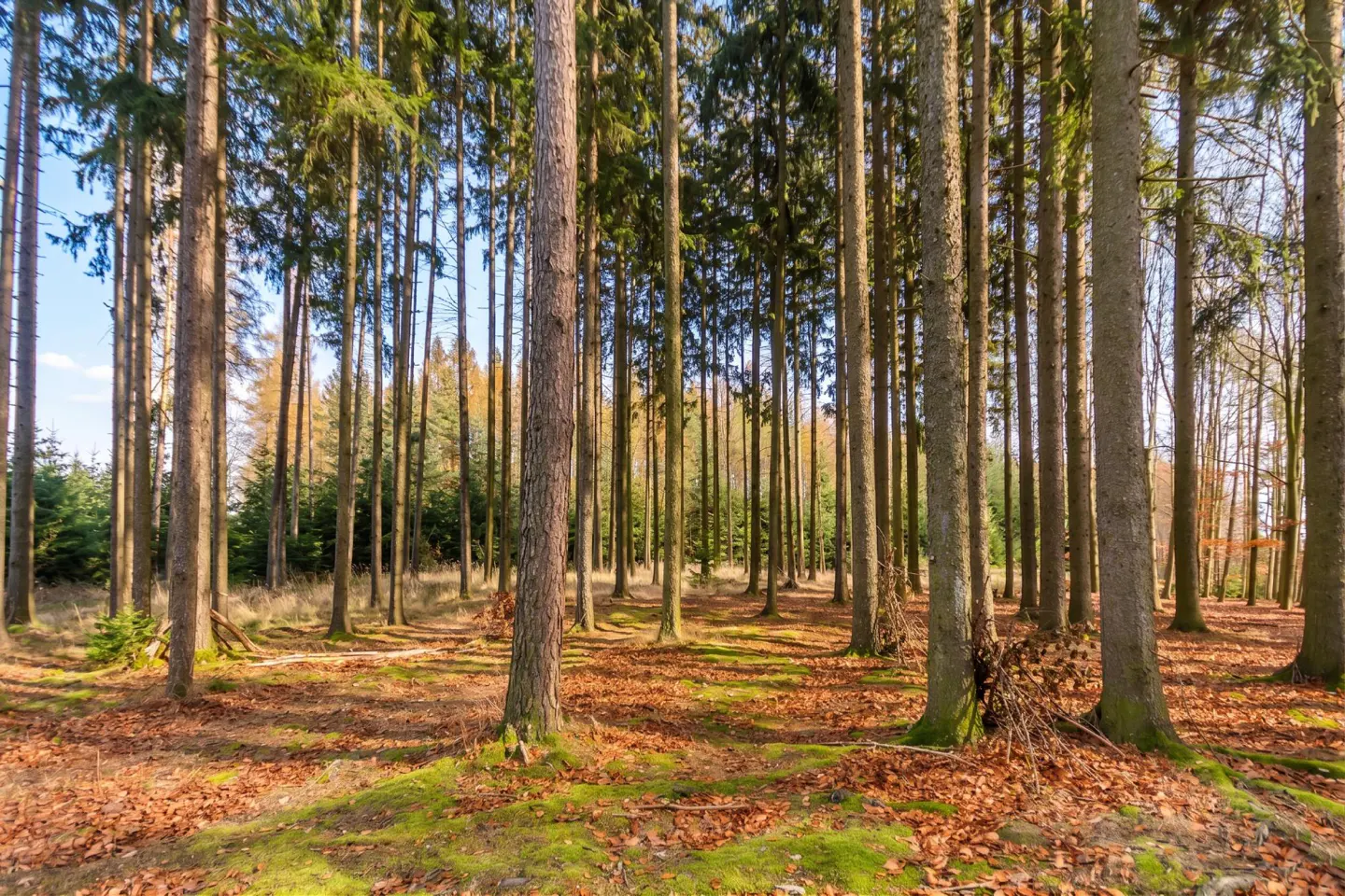 A dense forest with tall, straight trees, a ground covered in fallen leaves, and patches of green moss.