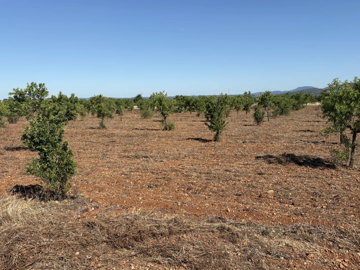A landscape view of an orchard with rows of small trees on reddish-brown soil under a clear blue sky.