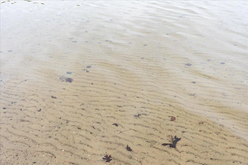 Clear water over a sandy lake bottom with small waves and scattered leaves.
