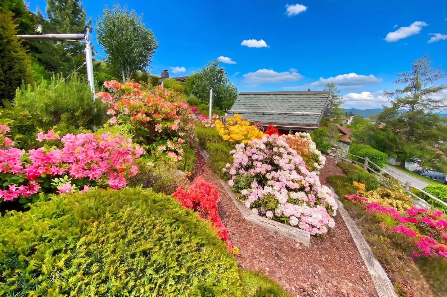 A hillside garden bursts with colorful rhododendrons in pink, red, and yellow hues, under a bright blue sky with scattered clouds.