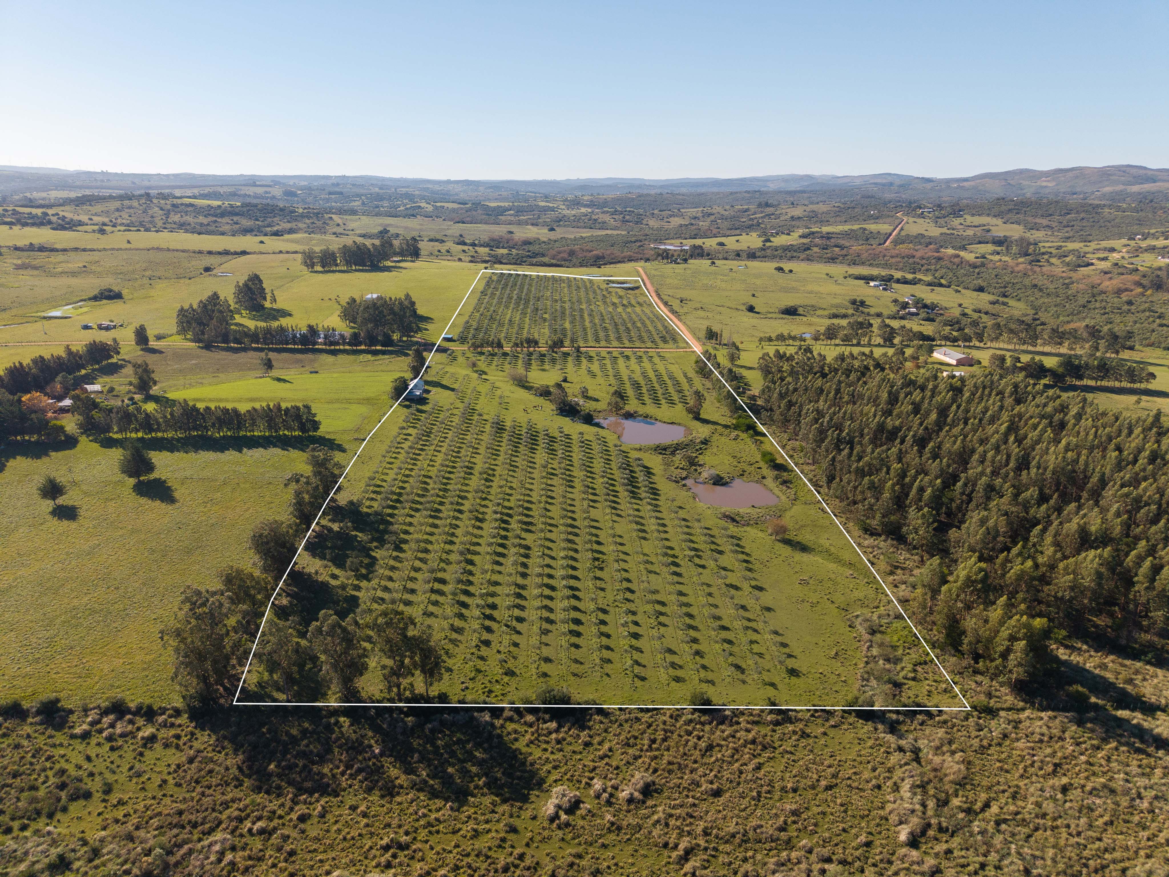 Two farms with organic olive production