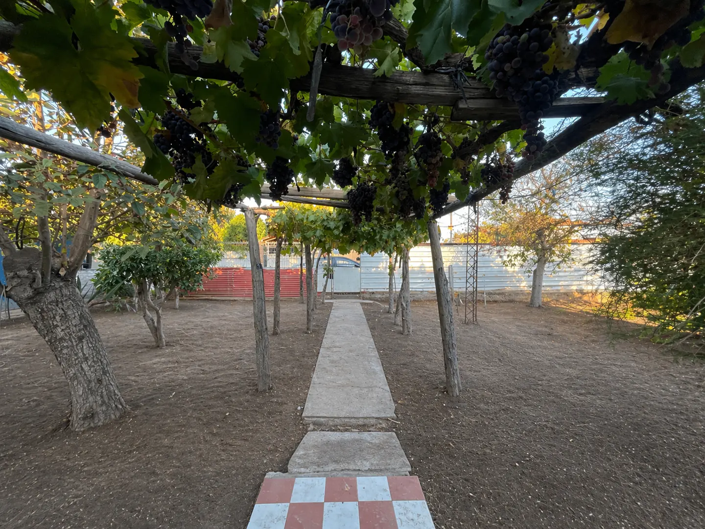 A garden path leads under a grape vine covered pergola. Trees and a fence are in the background.
