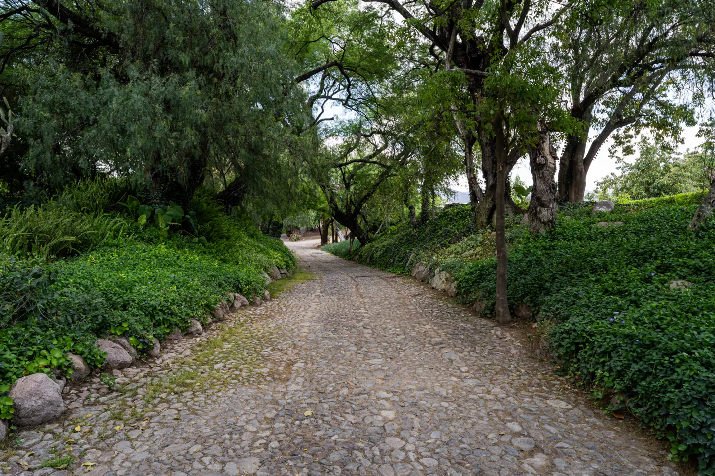 Cobblestone path lined with green foliage and trees. The path leads into the distance, creating a sense of depth.