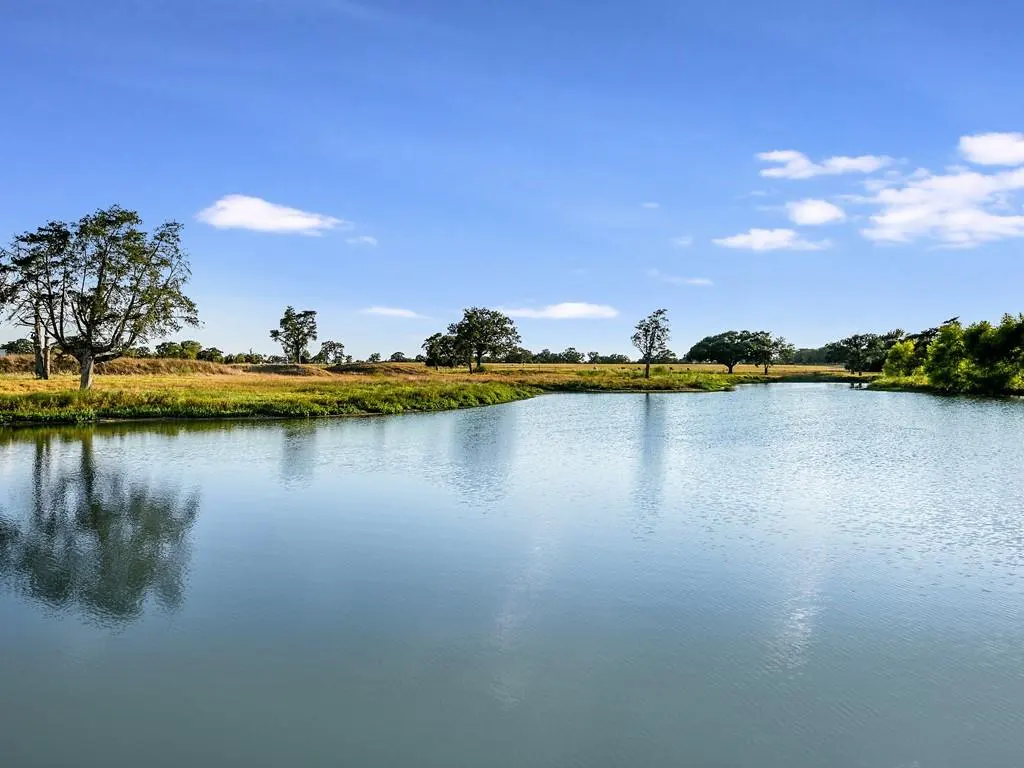 A scenic view of a calm lake reflecting the blue sky, with trees and grassy land in the background.
