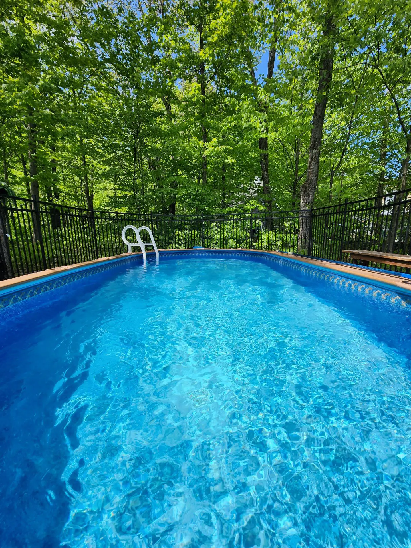 A blue in-ground pool with a white ladder is surrounded by a black fence and green trees.