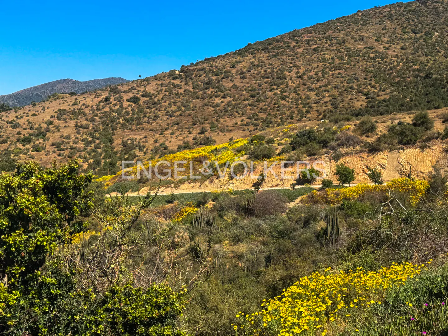 Hilly landscape with yellow wildflowers under a clear blue sky. Engel & Volkers logo visible.