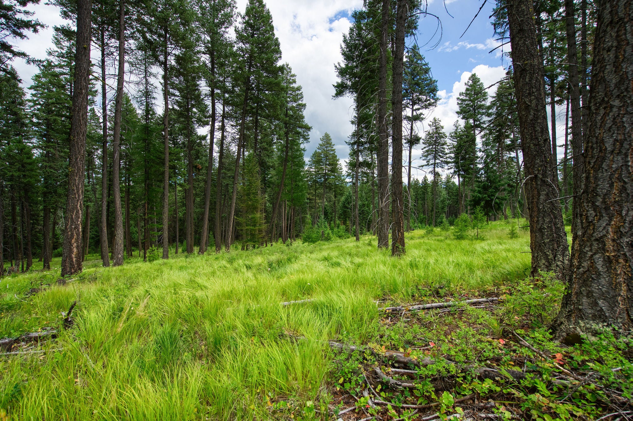 Peaceful 1.216 Acre Homesite Nestled In Whitefish