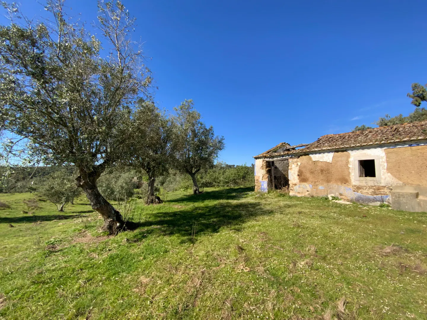 Exterior view of a dilapidated, one-story house with a damaged roof, set in a grassy field with olive trees under a clear blue sky.