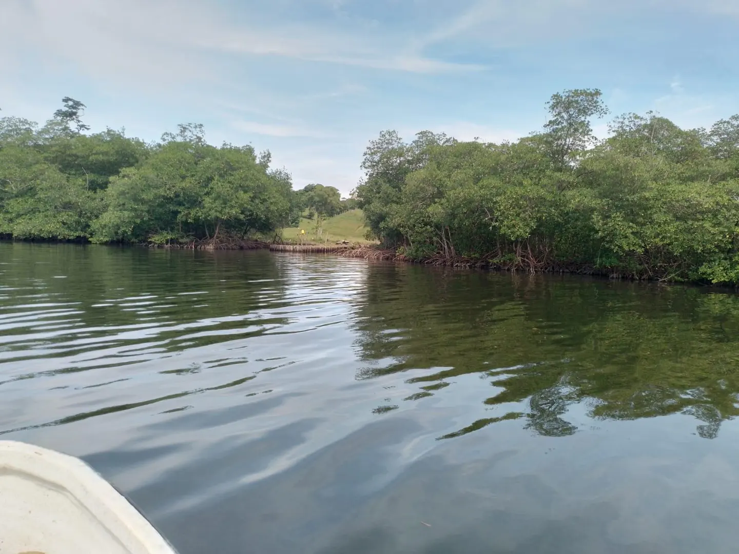 Water view of a green, tree-lined shore under a blue sky with light clouds.