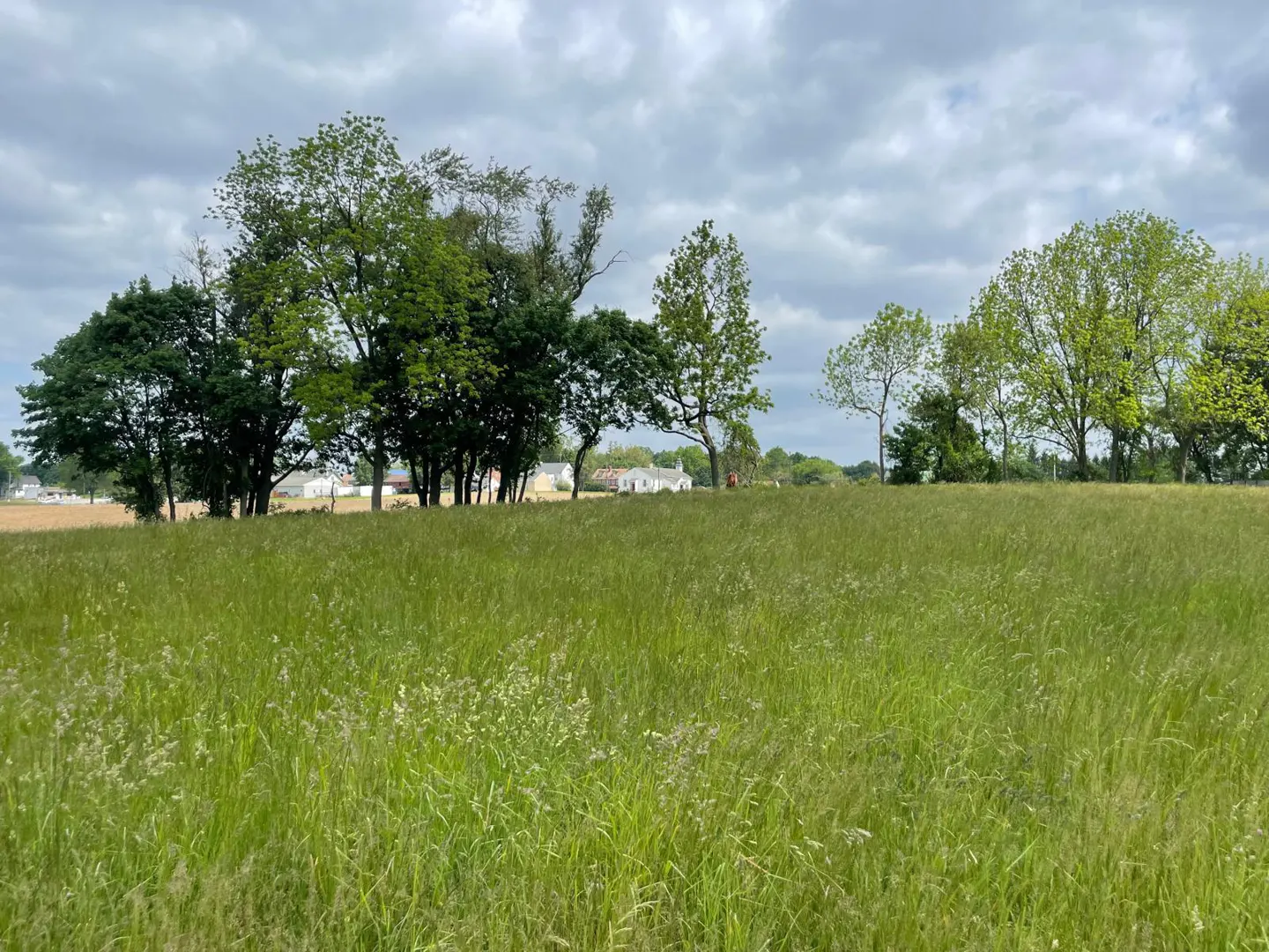 A grassy field with trees and a house in the background under a cloudy sky.