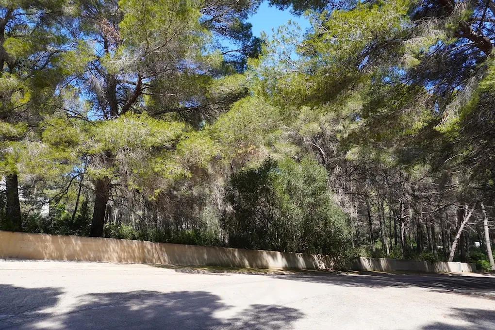 A view of a forest with tall green trees and a blue sky above, behind a low concrete wall.
