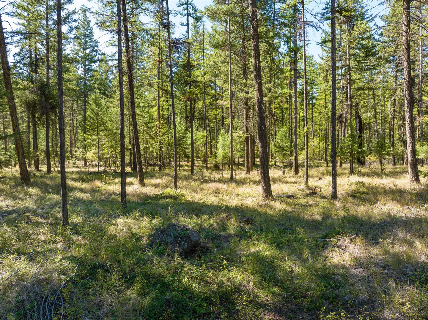 A dense forest with tall, thin trees and green foliage under a bright blue sky. Sunlight filters through the trees, creating shadows on the grassy ground.