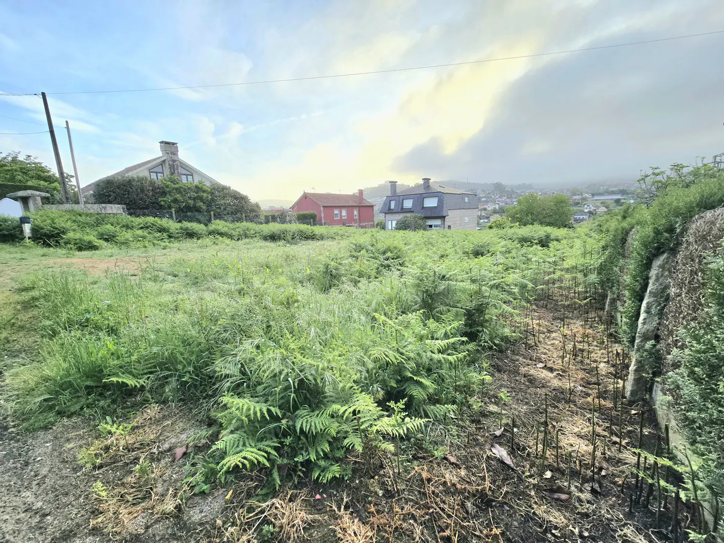 A vacant lot with green ferns and grass, with houses in the background under a cloudy sky.