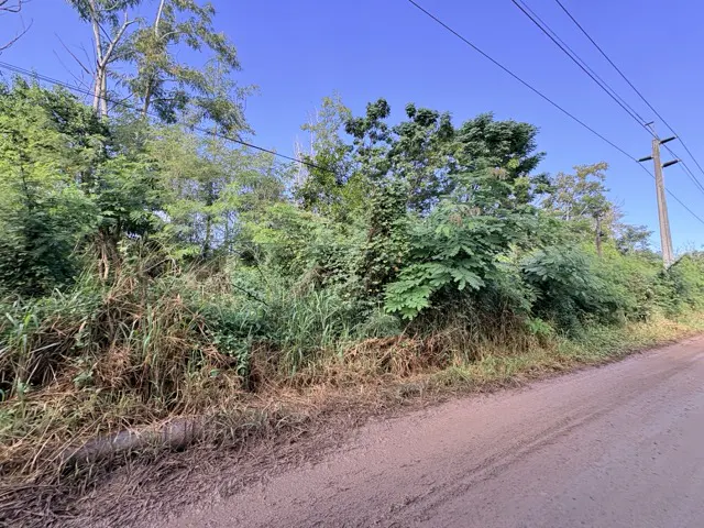 A dirt road runs alongside a dense, green wooded area under a clear blue sky with utility poles visible.