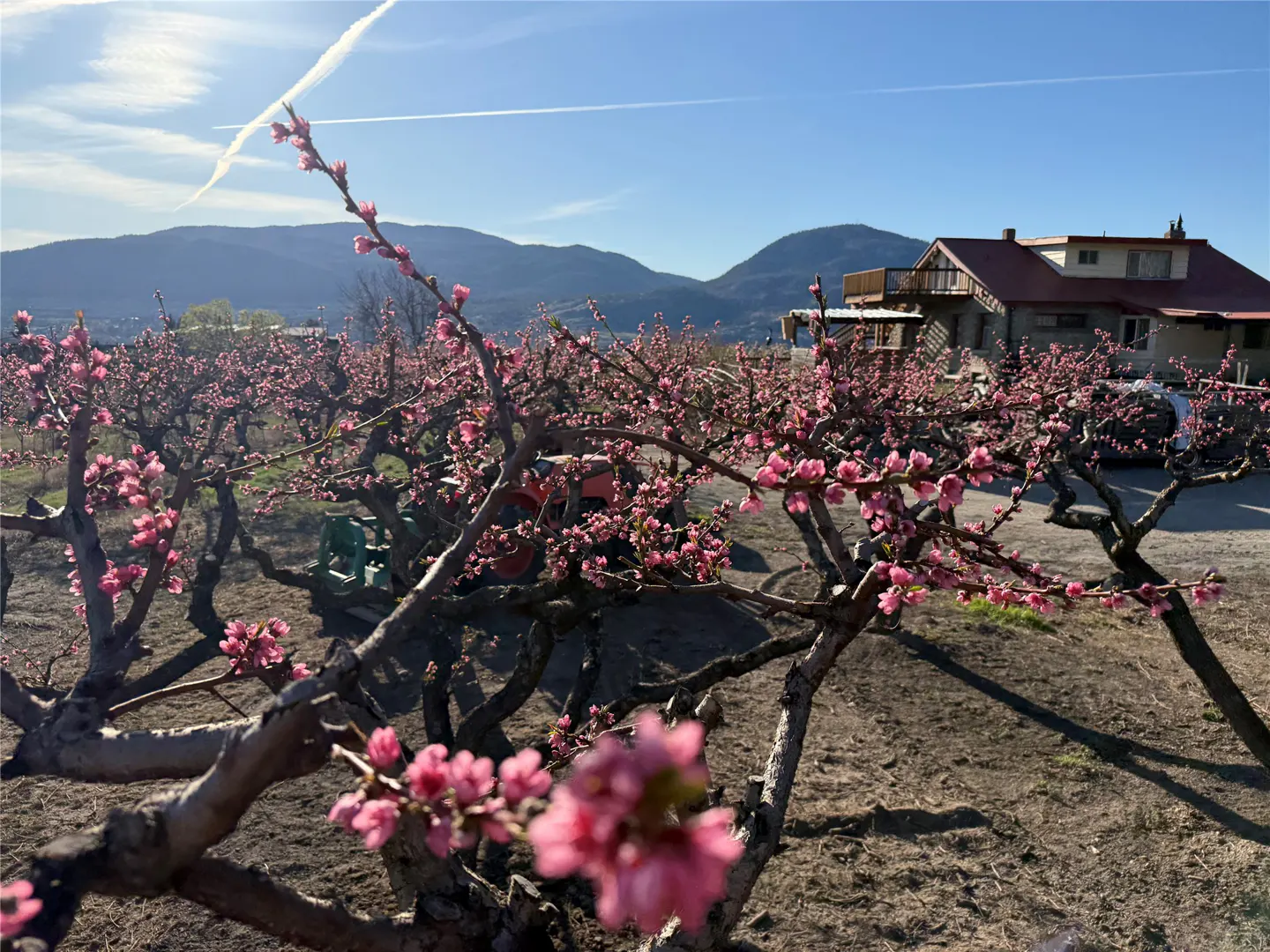 Orchard with pink blossoms, a house with a red roof, and mountains under a blue sky.