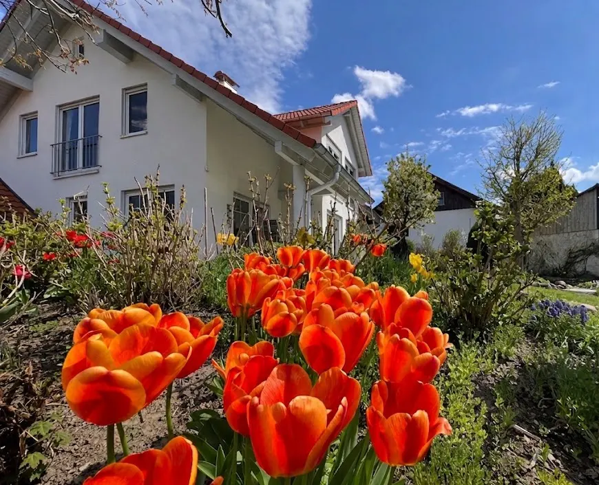 A white house with a red roof is seen behind a garden of bright orange tulips. The sky is blue with fluffy white clouds.
