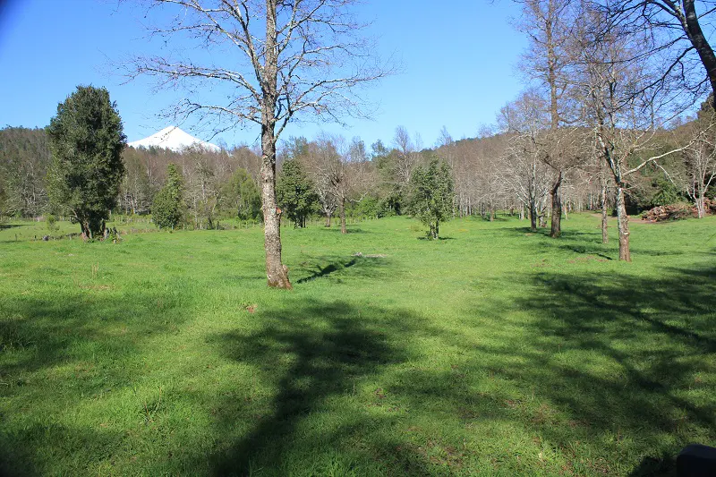 Green field with trees and a snow-capped mountain in the background under a blue sky.