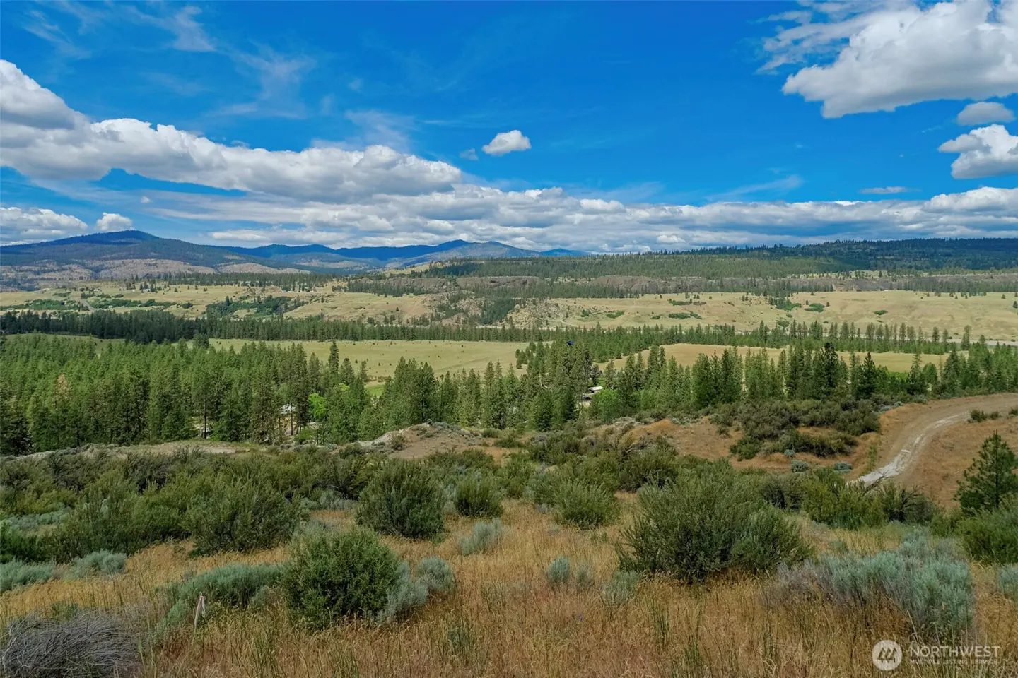 Wide view of a grassy, shrub-covered hillside overlooking a valley with pine trees and distant mountains under a blue sky.