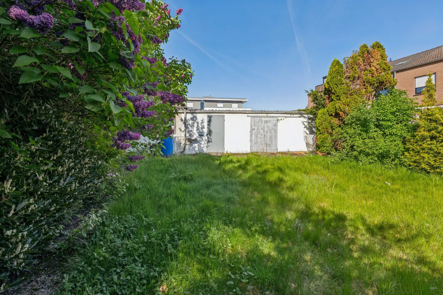 Overgrown backyard with tall grass, a white storage shed, and purple lilac bushes on a sunny day.