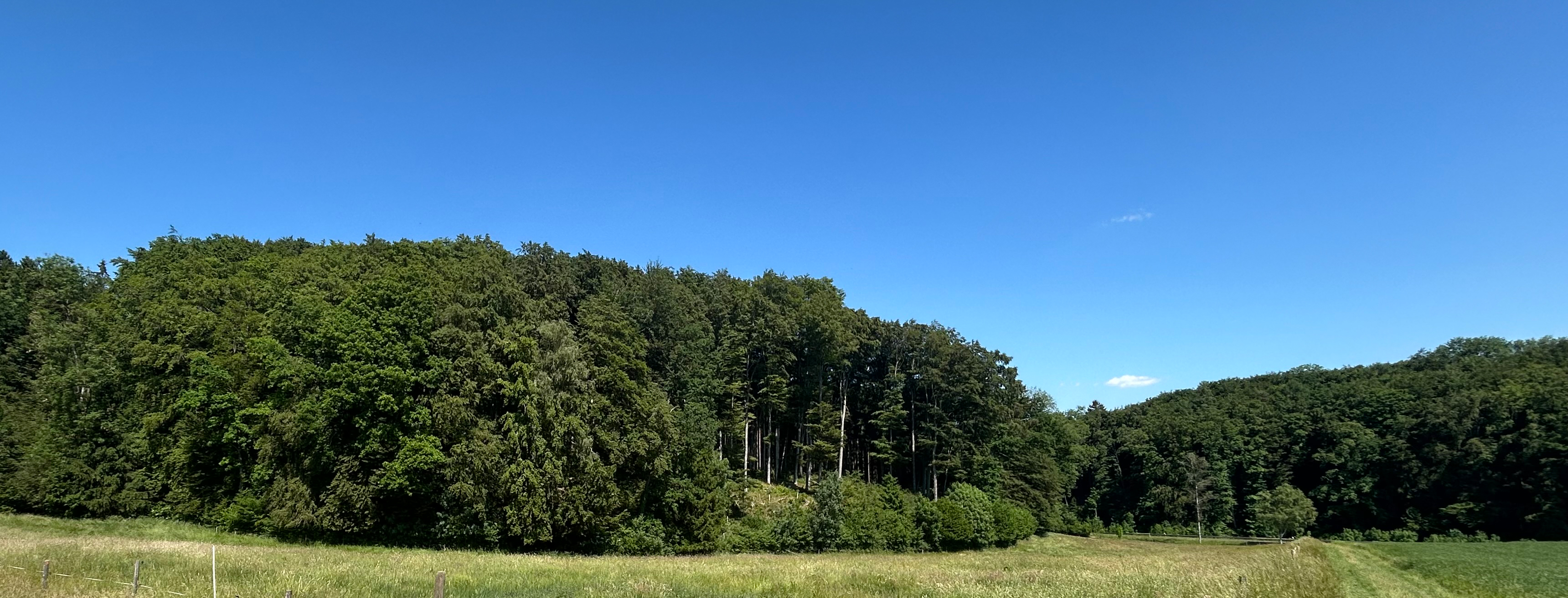 Waldfläche in Warthausen, Birkenhard