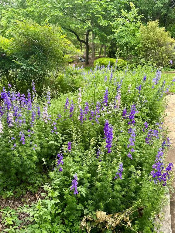 Lush garden with purple and white flowers in bloom, green trees in the background.