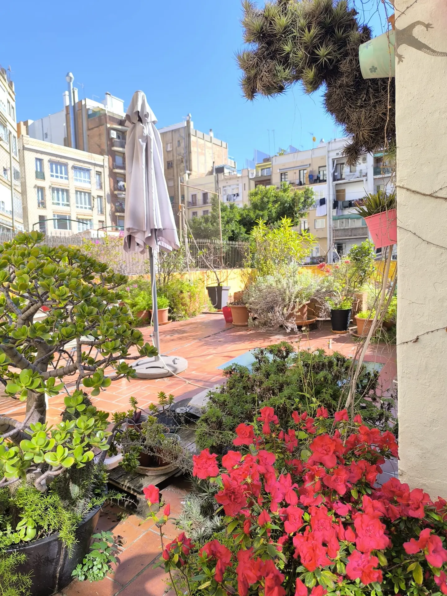 Rooftop garden with red flowers, potted plants, and a closed umbrella. Buildings are visible in the background under a blue sky.