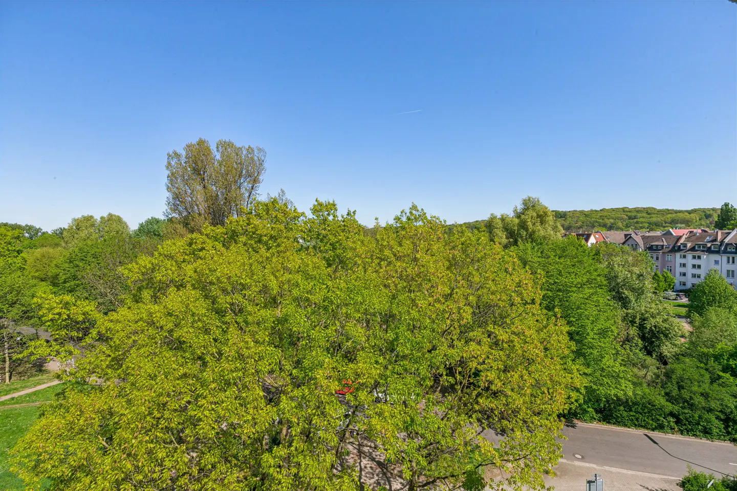 View of lush green trees under a clear blue sky, with buildings visible in the background.