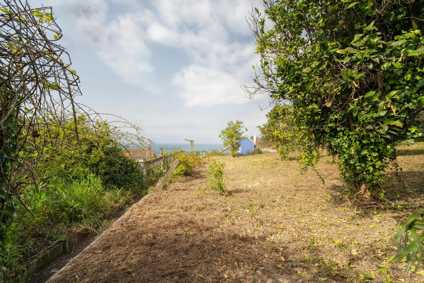 View of a grassy yard with a blue house in the distance, overlooking the ocean. Trees and bushes surround the yard.