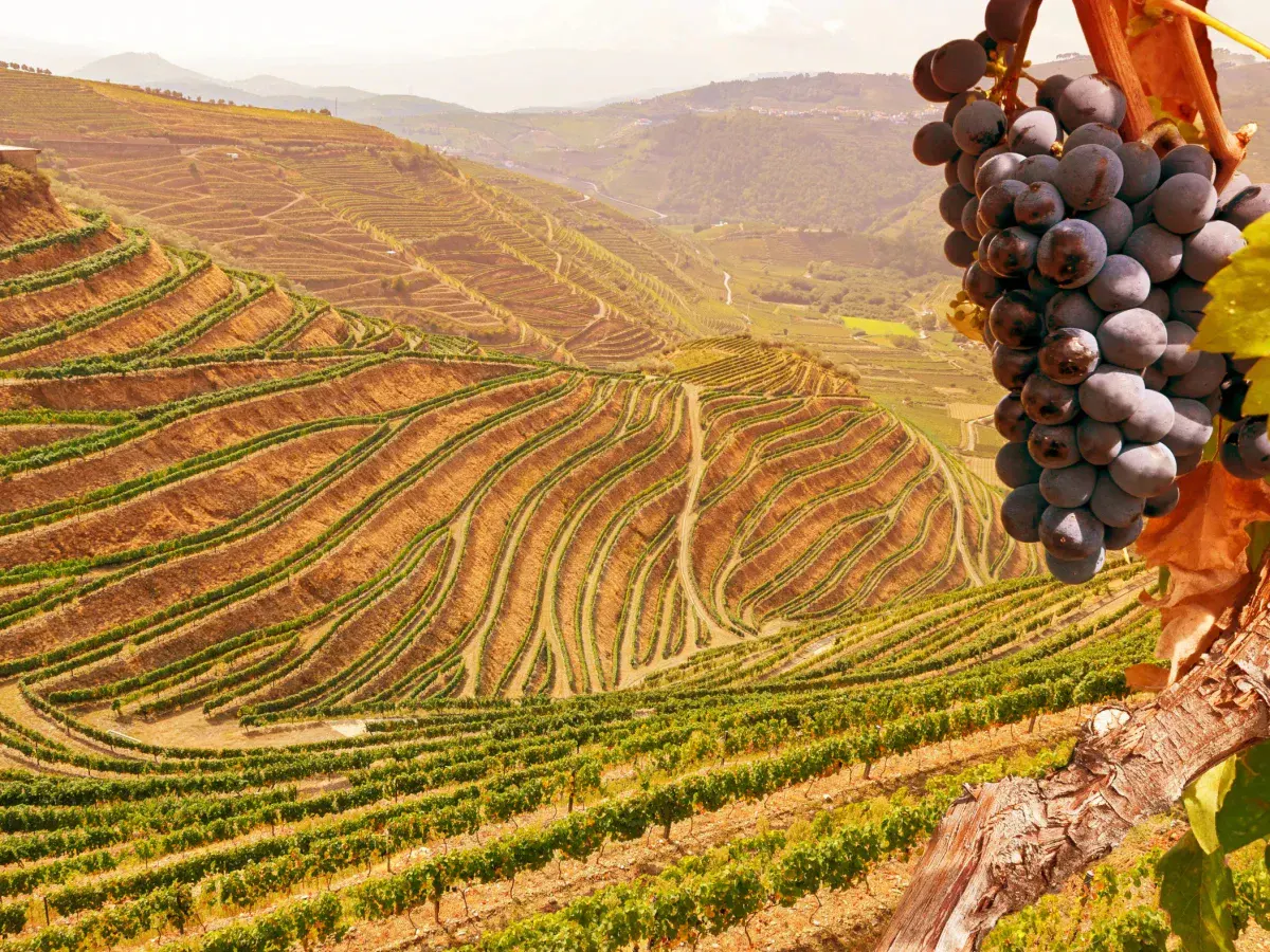 Terraced vineyard on a hillside with a bunch of ripe, dark grapes in the foreground.