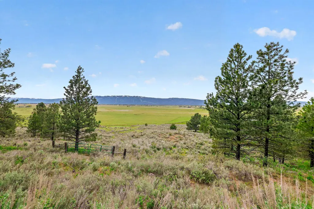 Scenic view of a green meadow with tall pine trees under a blue sky. Distant mountains are visible.