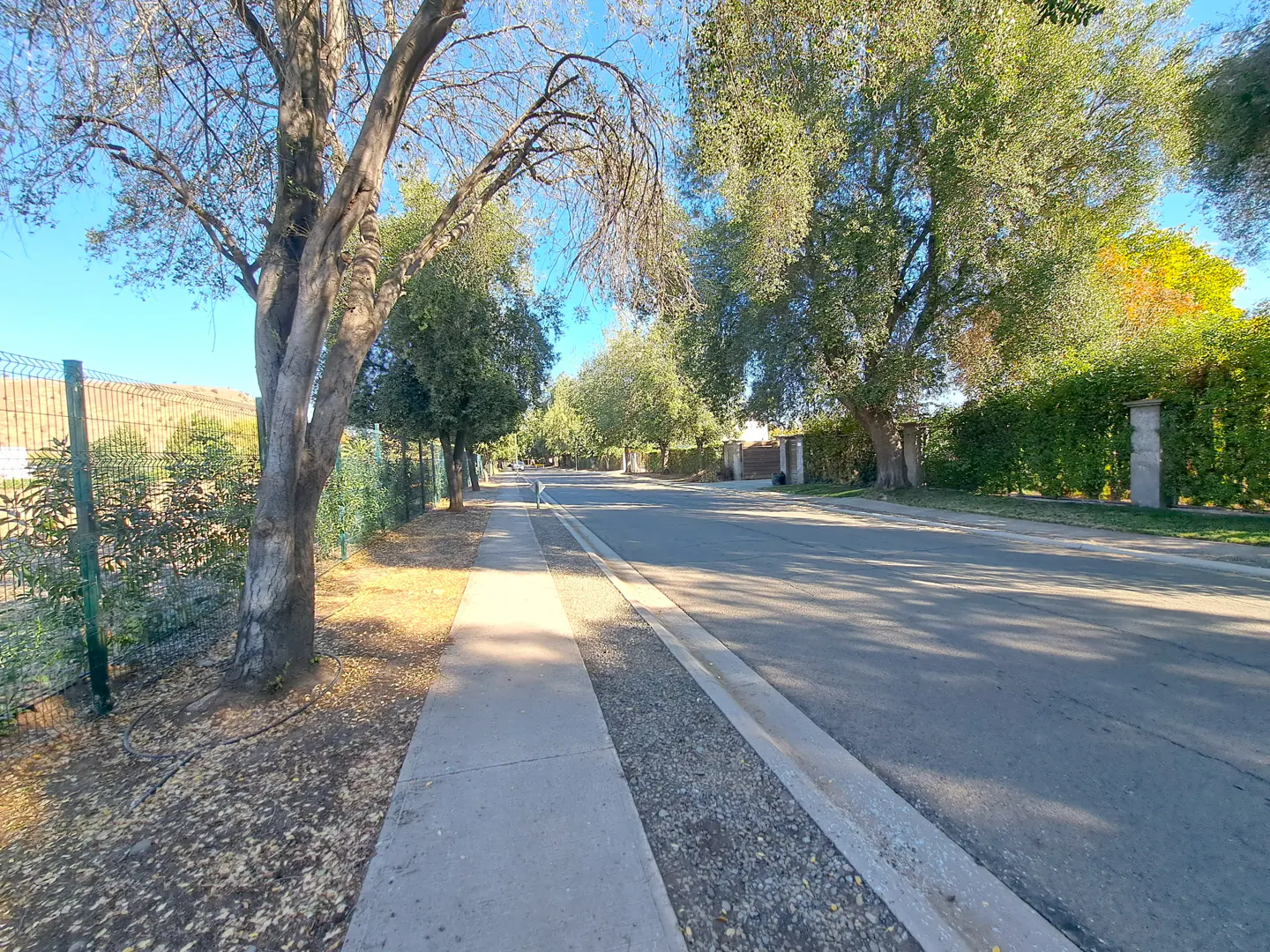 A quiet street lined with trees and sidewalks under a clear blue sky. Green hedges and fences border properties.
