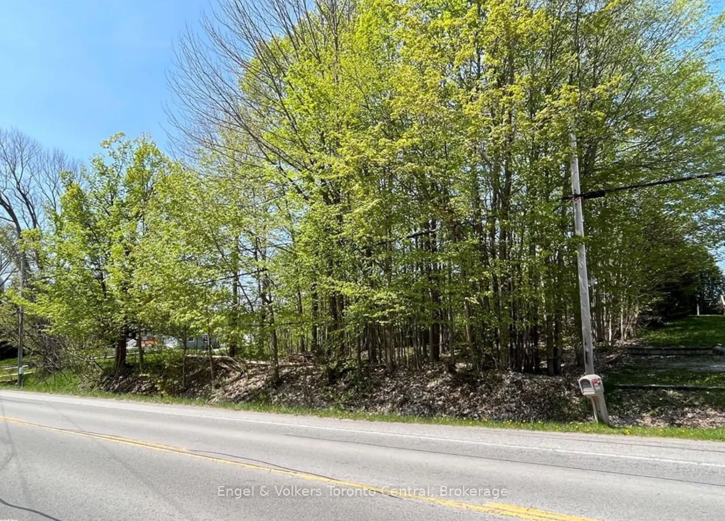 A wooded lot with green trees and a road in the foreground on a sunny day.